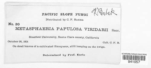 Strigulaceae image